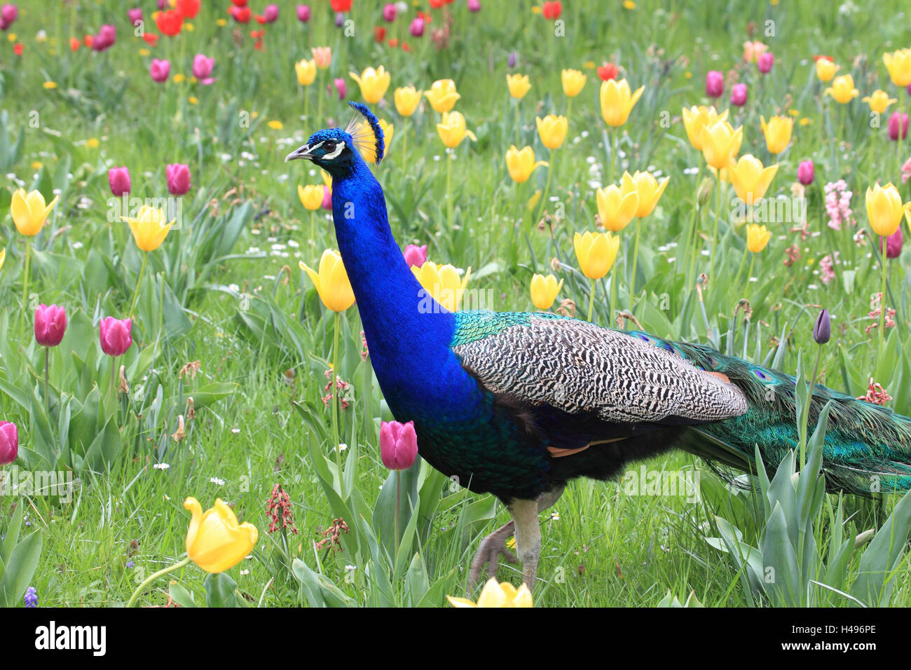 Peacock nel prato di fiori, Foto Stock