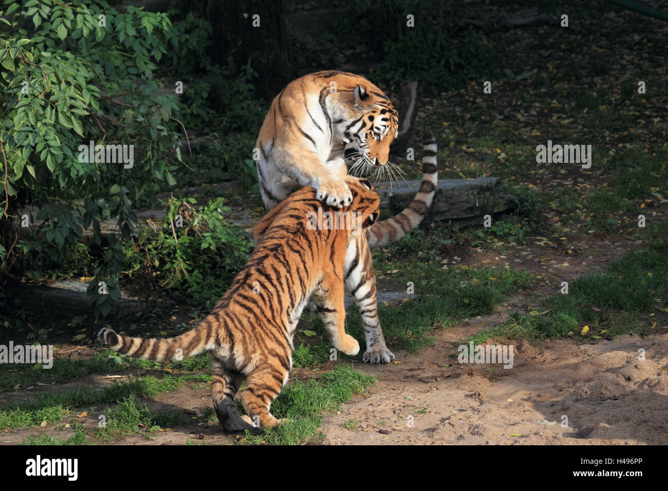 Le tigri siberiane play, Foto Stock