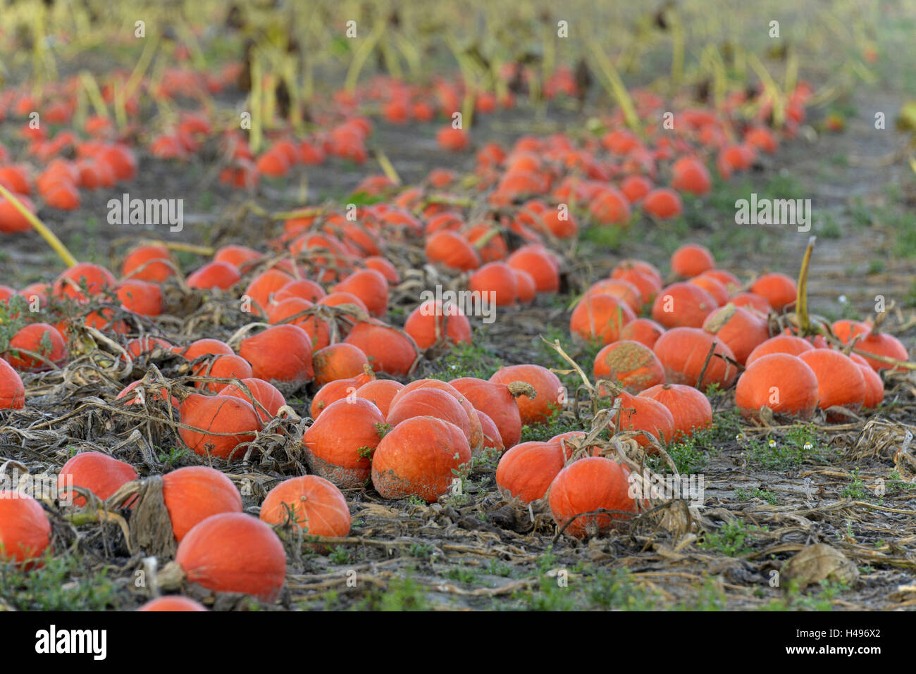 Campo di zucca, Hokkaido zucche, Renania-Palatinato, Germania Foto Stock