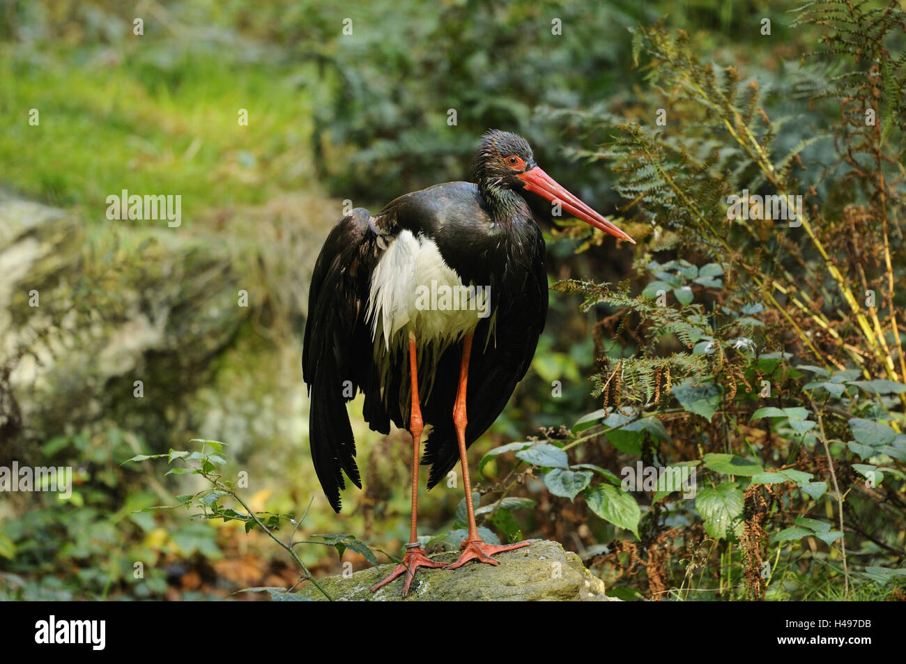 Cicogna Nera, Ciconia nigra, ala, diffusione, Foto Stock Cicogna Nera, Ciconia nigra, ala, diffusione, Foto Stock