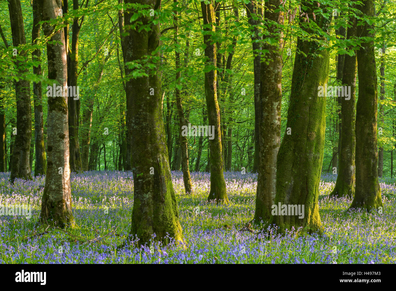 Bluebells comune (Hyacinthoides non scripta) fioritura in un bosco di latifoglie durante la primavera, Parco Nazionale di Exmoor, Devon Foto Stock