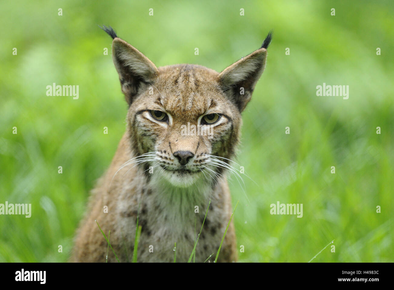 Eurasian, Lynx Lynx lynx, ritratto, guardando la telecamera, Foto Stock