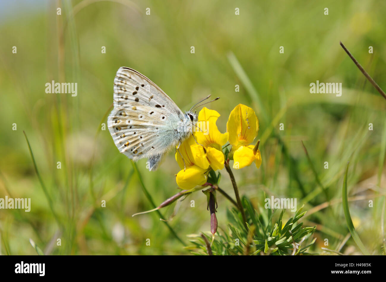 Hauhechel-Bläuling, Polyommatus icarus, blossom, polvere Foto Stock
