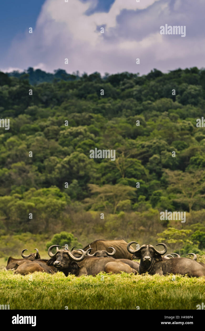 Africa, Tanzania Africa Orientale, Mt. Meru, Parco Nazionale di Arusha, bufali, Foto Stock