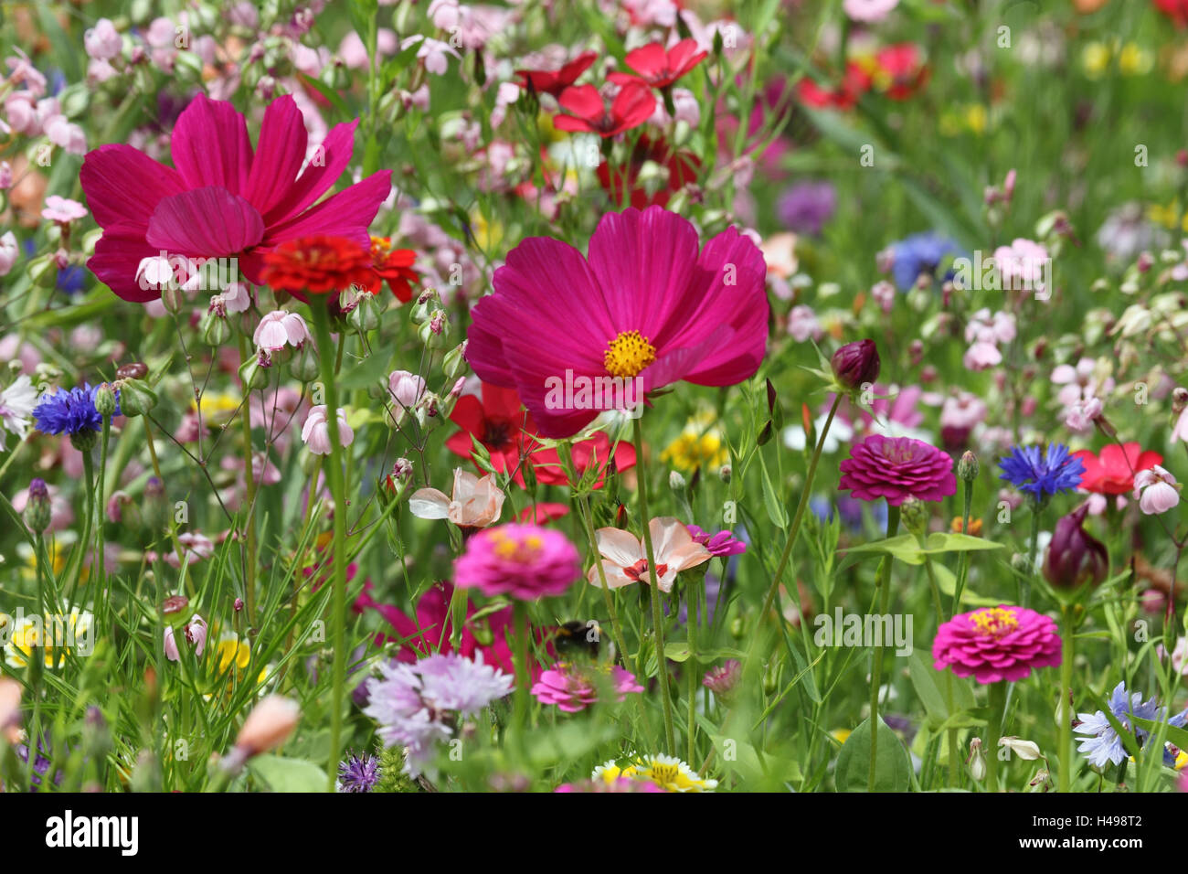 Prato di fiori in estate Foto Stock