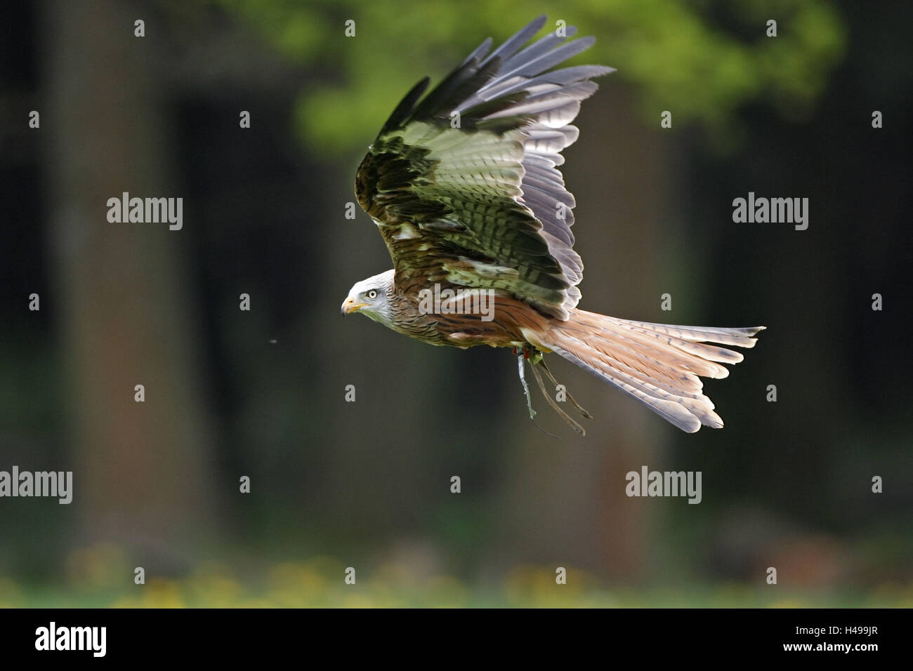 Rosso-kite, Milvus milvus, volo, Foto Stock