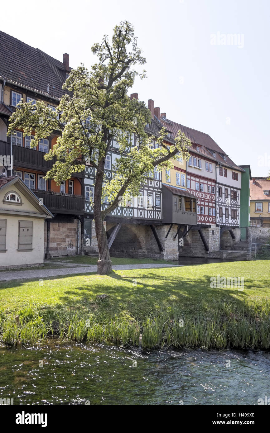 In Germania, in Turingia, Erfurt, bridge, fiume Gera, albero, case, Foto Stock