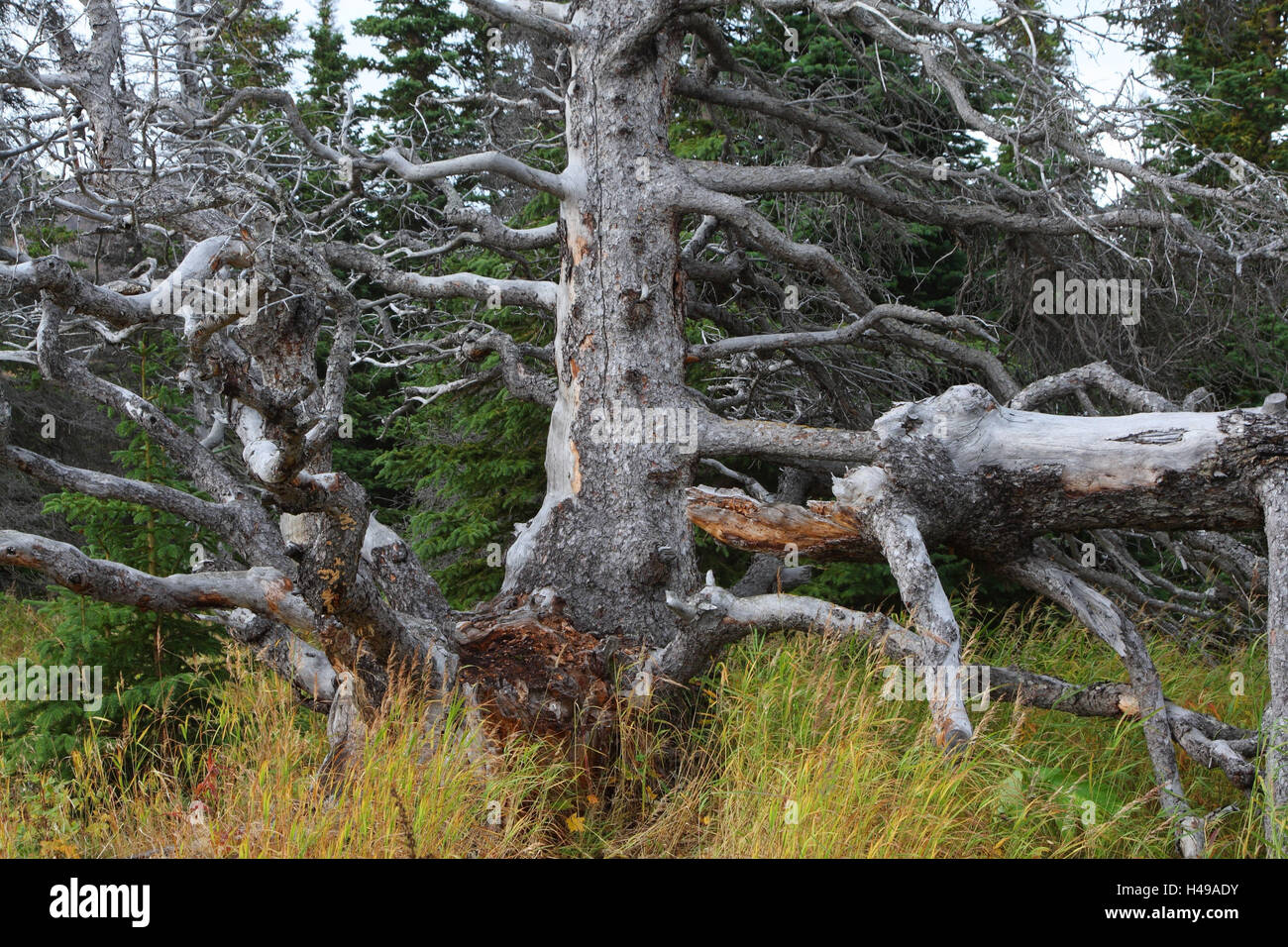 Albero, mortale, Canadian Hemlocktanne, Foto Stock