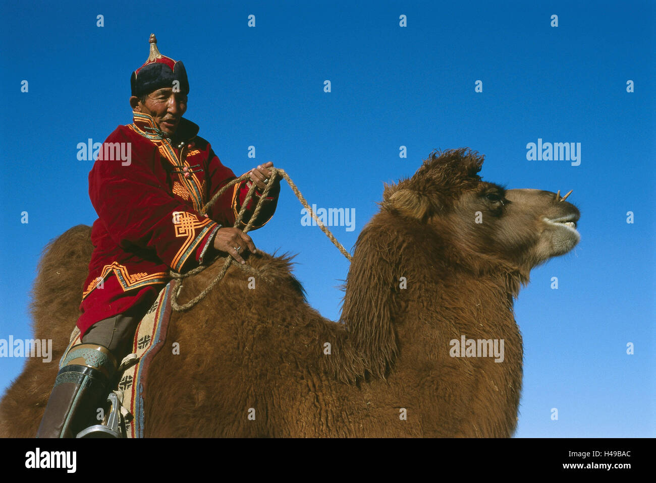 Mongolia, uomo nomade, cammello, ride, Asia, Asia Centrale, Asia Centrale, Gobi, persona, con orgoglio, mongola, in mongolo, semi nomade, camel nomade, viaggiatore, spurgo, copricapo, costume nazionale, Deel, tradizionalmente, tipicamente, meteo-conciate, felice, animali mammiferi, il vecchio mondo di cammello, di beneficiare gli animali, bestia onere, equitazione animale, blockhead animale, trasporti, viaggi, affidabilità, perseveranza, frugalità, arricciata, cielo, Foto Stock