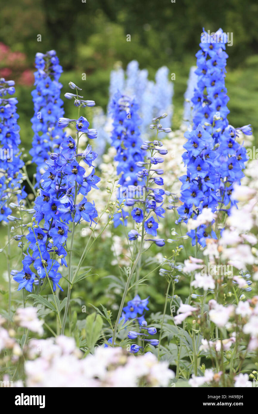 Blu, larkspur Delphinium consolida, Ranunculaceae, Foto Stock