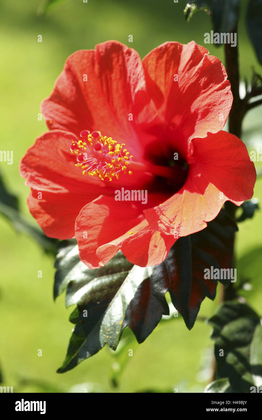 Fiori di ibisco, petali, stame, Hibiscus, Foto Stock