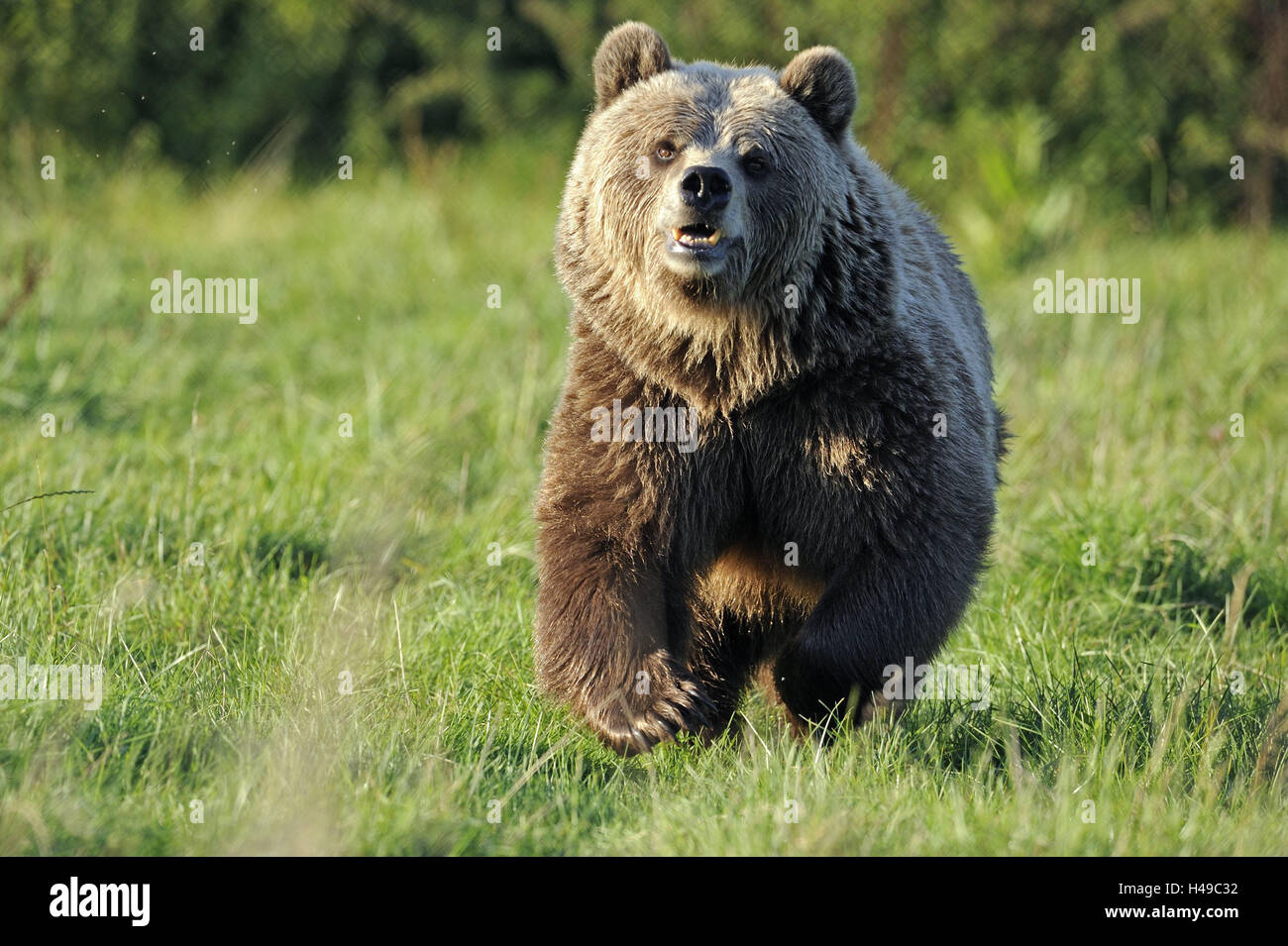 Orso bruno Ursus arctos, eseguire, Germania, zoo, cattività, habitat, orso, predator, animale, pericolosamente, correre, andare a caccia, motion, prato, Foto Stock