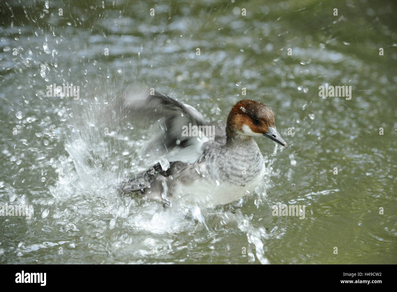 Smew, femmina, spruzzi d'acqua, Foto Stock Smew, femmina, spruzzi d'acqua, Foto Stock