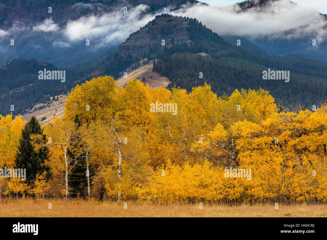 Gallatin National Forest, MT: Autunno aspens in un prato sotto la Corona Butte e la gamma di Gallatin Foto Stock