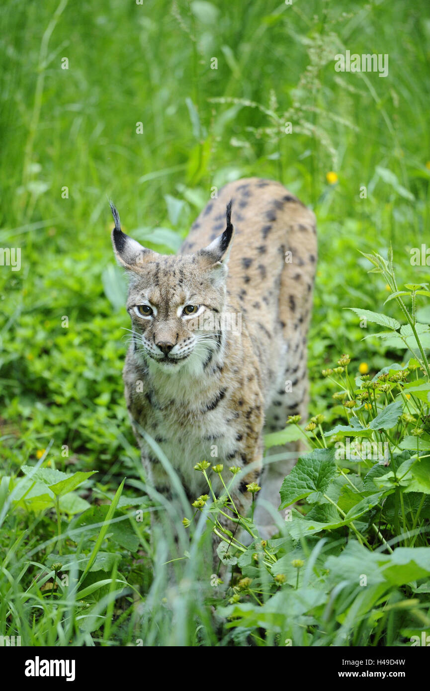 Eurasian, Lynx Lynx lynx, guardando la telecamera, il Parco Nazionale della Foresta Bavarese, Foto Stock