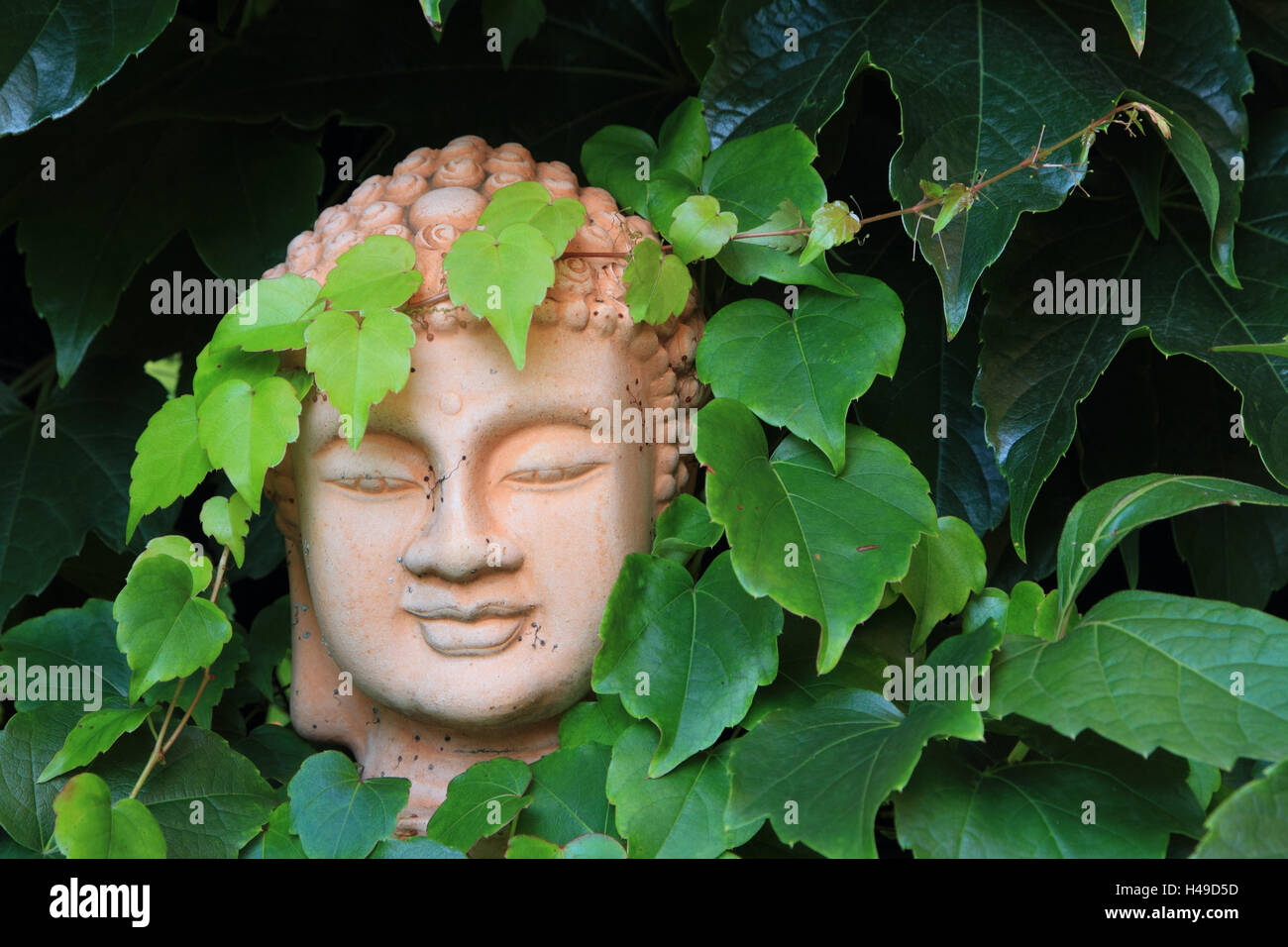 Buddha figura, vino selvatico, formato orizzontale, giardino, figura, giardino figura, Buddha, piante, foglie verde, testa, Foto Stock