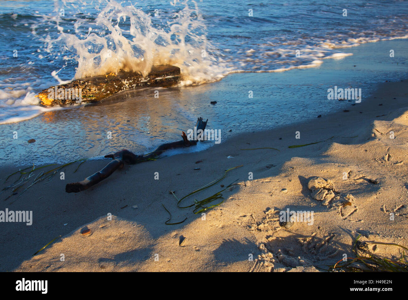 Il mar Baltico, spiaggia Darßer posto, Foto Stock
