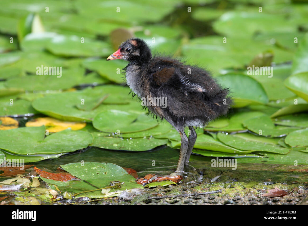 Giovani stagno pollo, Foto Stock