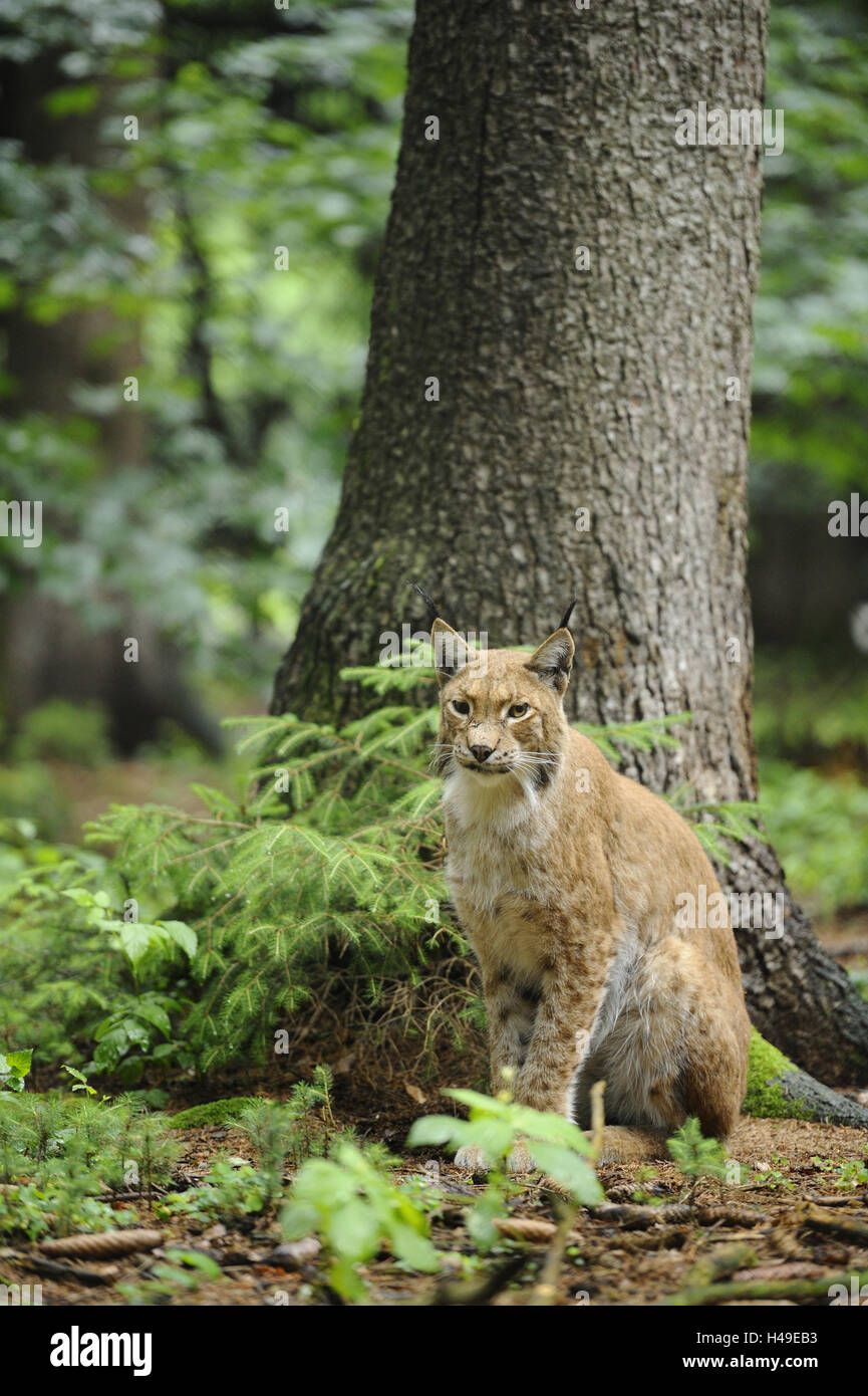 Eurasian, Lynx Lynx lynx, guardando la telecamera, scenario, Foto Stock
