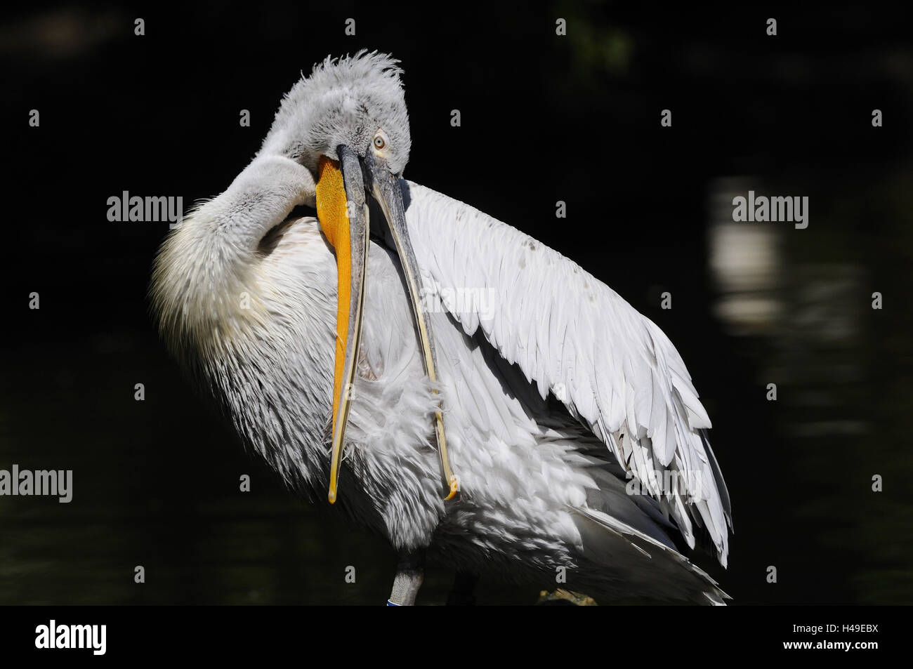 Testa di Crespi pelican, Pelecanus crispus, zoo Foto Stock