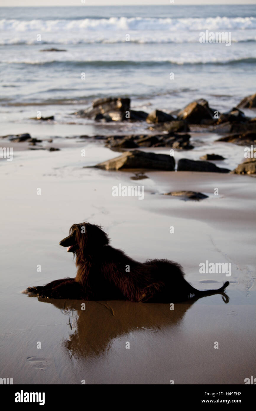 Gli afgani cane sulla spiaggia di Deba, provincia di Guipuzcoa, le Province Basche, Spagna, Foto Stock