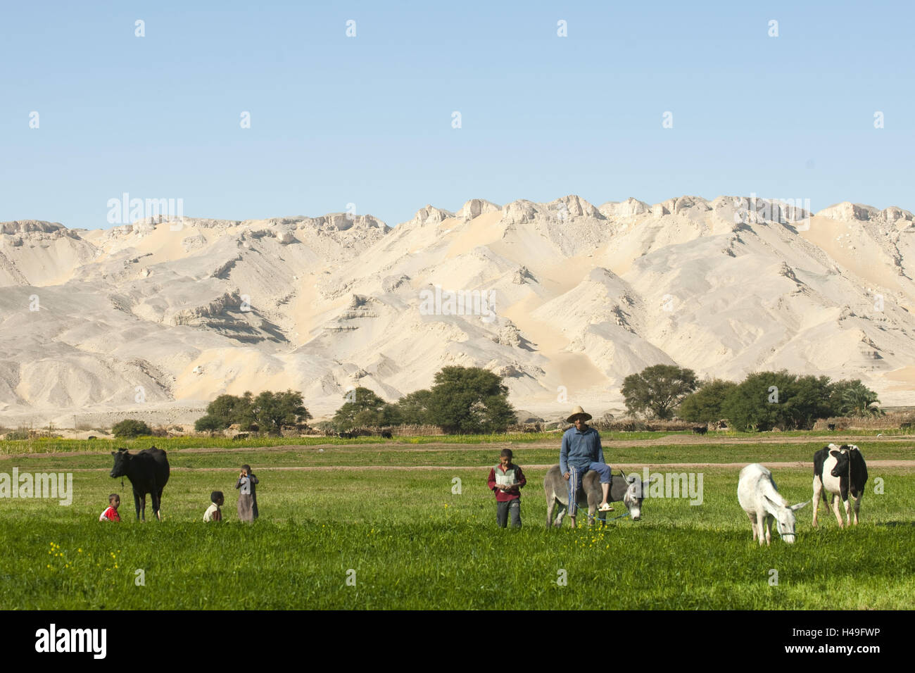 Egitto, Dakhla Oasis, mucche al pascolo con cucchiaio di Qasr, Foto Stock