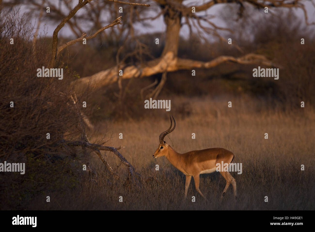Tacco nero antilope, Foto Stock
