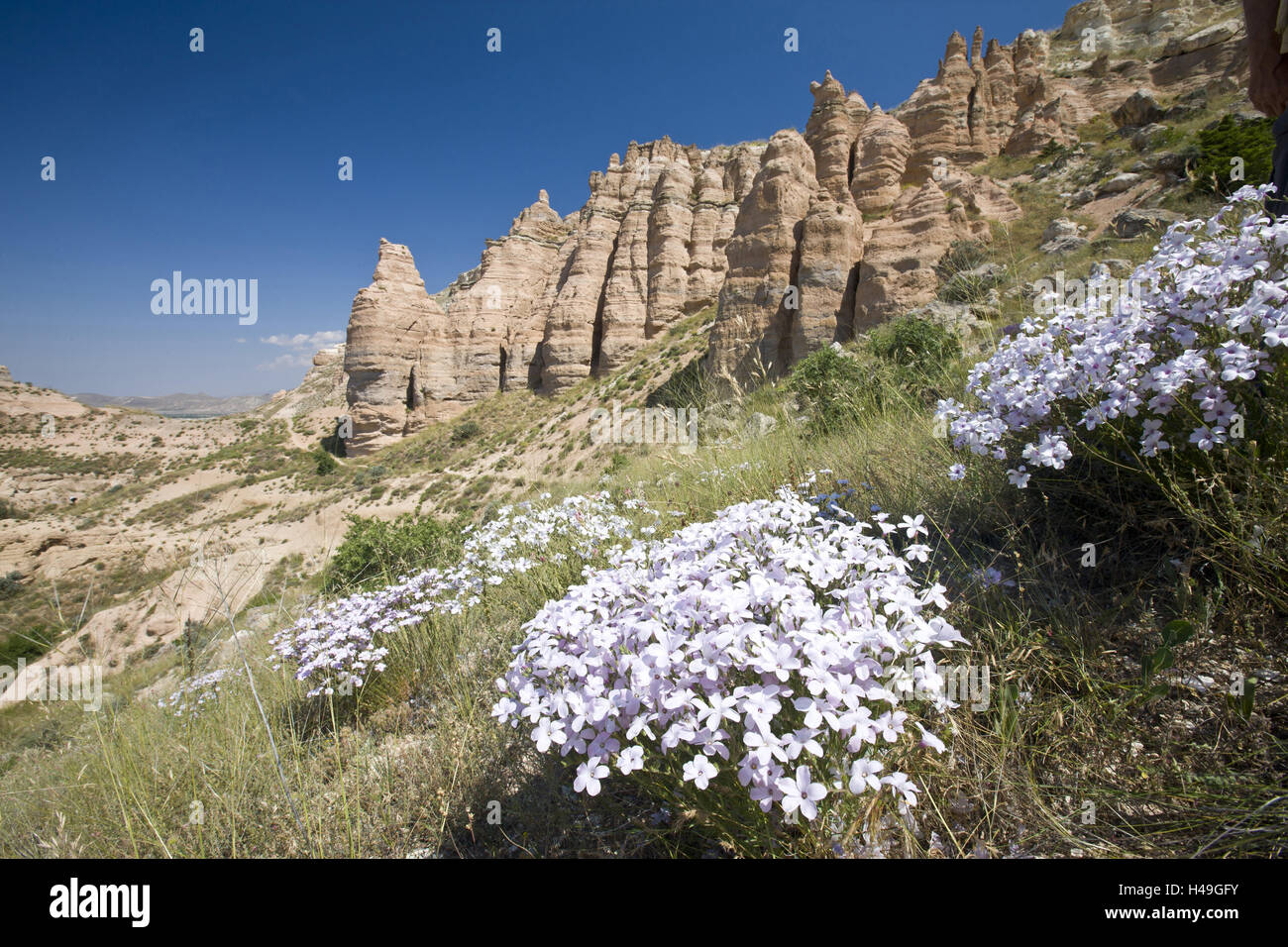 Turchia, Cappadocia, provincia di Nevsehir, red valley, rock, fiori, Foto Stock