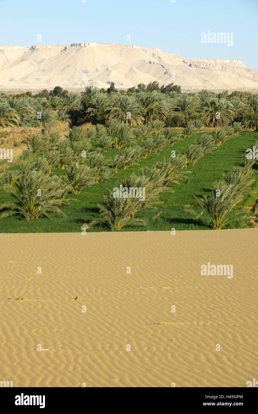 Egitto, Nuova Valle, Dakhla Oasis, deserto, piante, Foto Stock