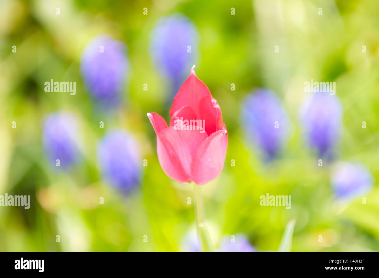 Red tulip, blossom, close-up, Foto Stock