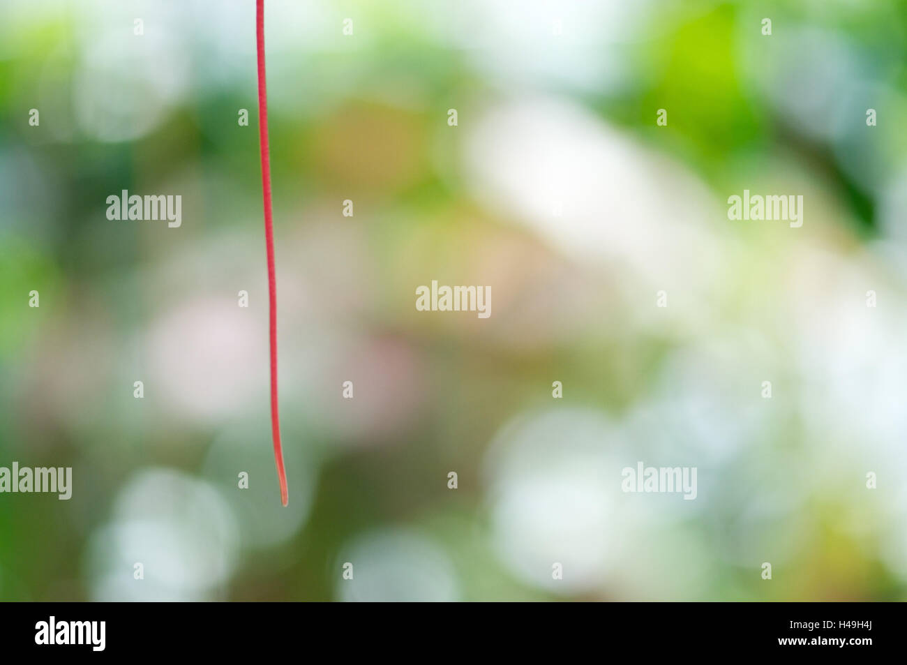 Thread appesi, Foto Stock