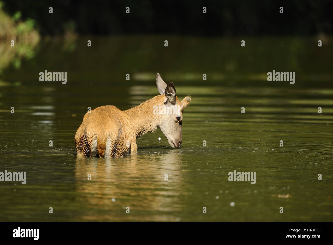 Cervi, Cervus elaphus, Brook, acqua, croce, a lato, Foto Stock