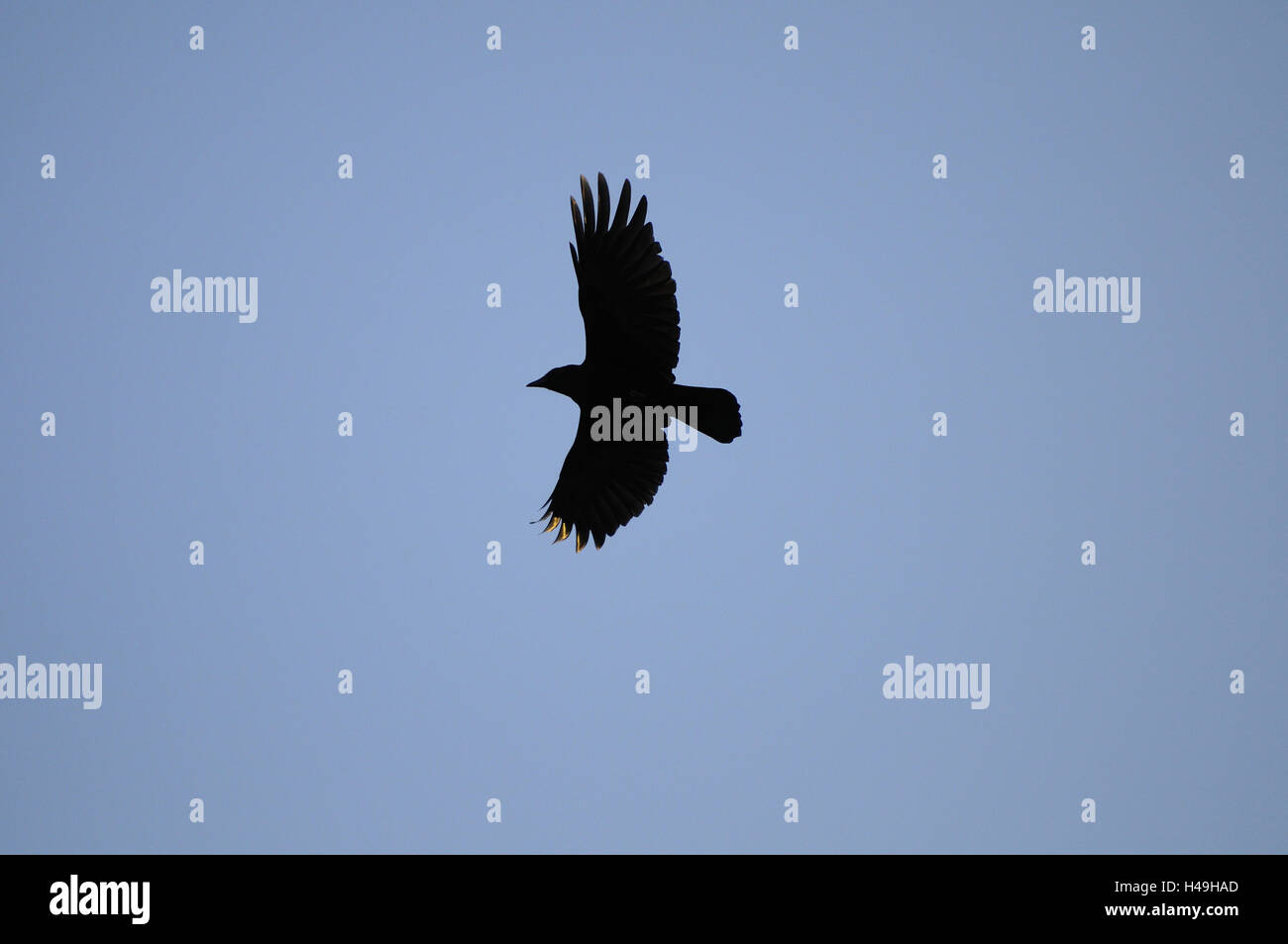 Carrion crow, Corvus corone, cielo, a lato, volare, Foto Stock Carrion crow, Corvus corone, cielo, a lato, volare, Foto Stock