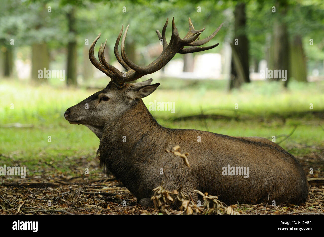 Cervi, Cervus elaphus, sdraiato, vista laterale Foto Stock