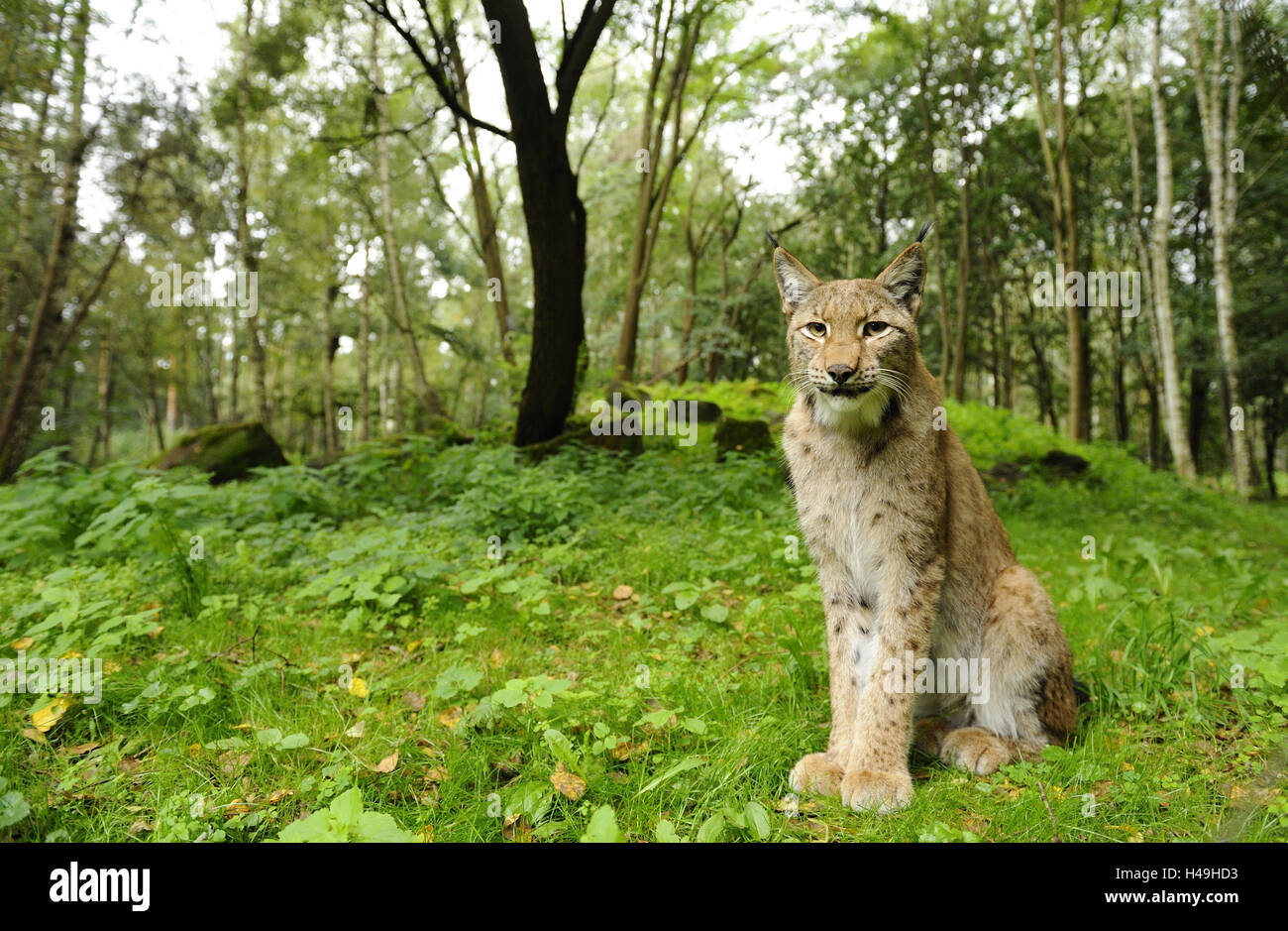 Eurasian, Lynx Lynx lynx, seduto, con testa, guardando la telecamera, Foto Stock