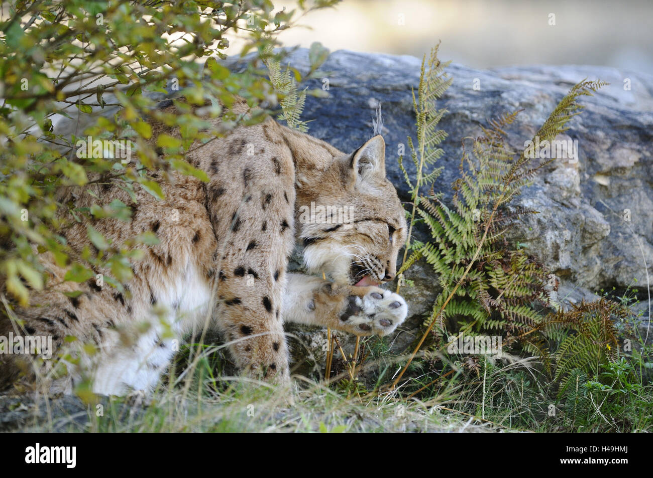 Eurasian, Lynx Lynx lynx, vista laterale, seduta, Foto Stock