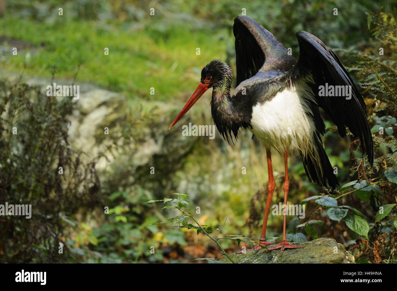 Cicogna Nera, Ciconia nigra, ala, diffusione, Foto Stock Cicogna Nera, Ciconia nigra, ala, diffusione, Foto Stock