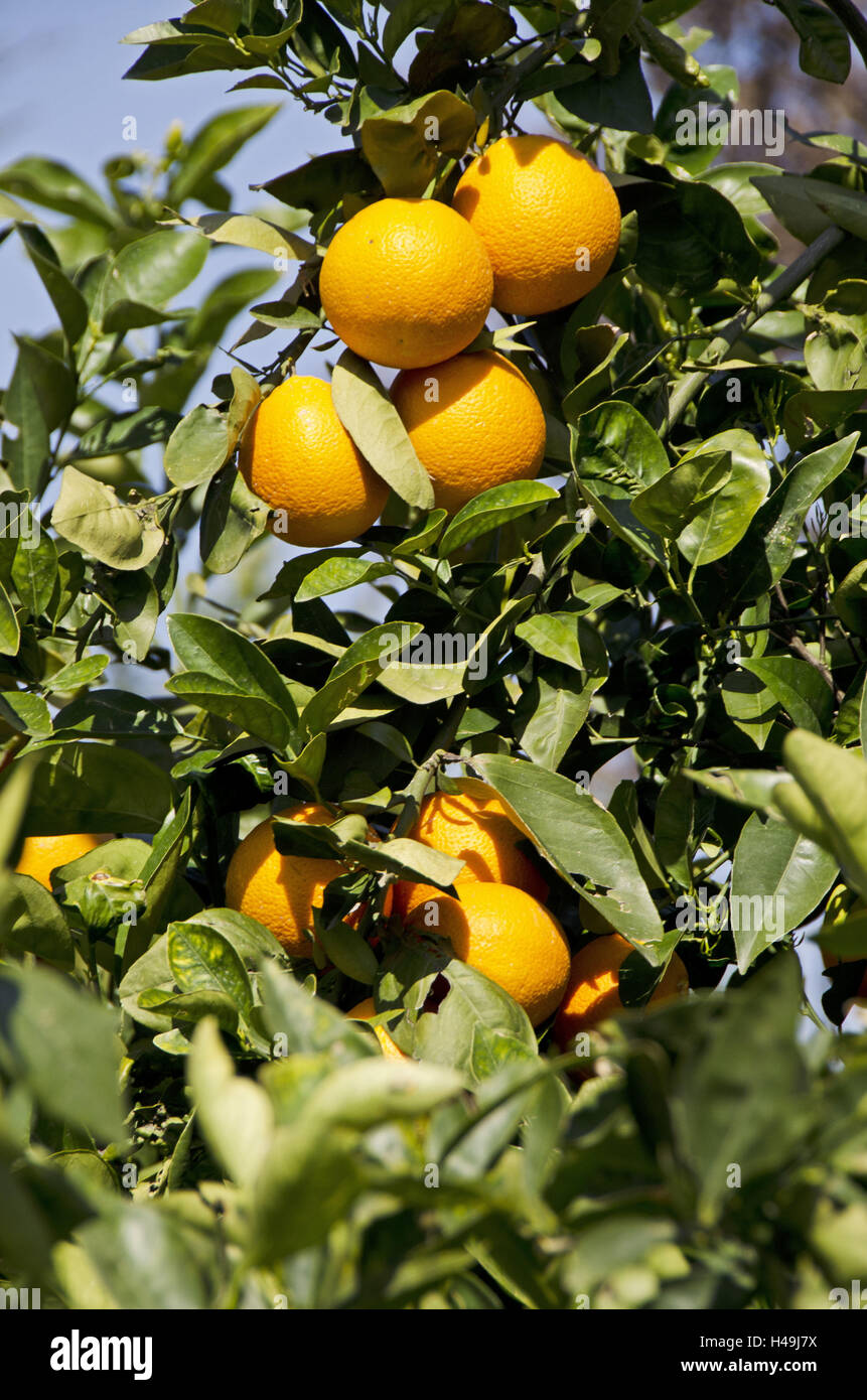 La Turchia, south coast, arancio, frutti, arance, frutti tropicali, mature, di maturazione, di medie close-up, Foto Stock