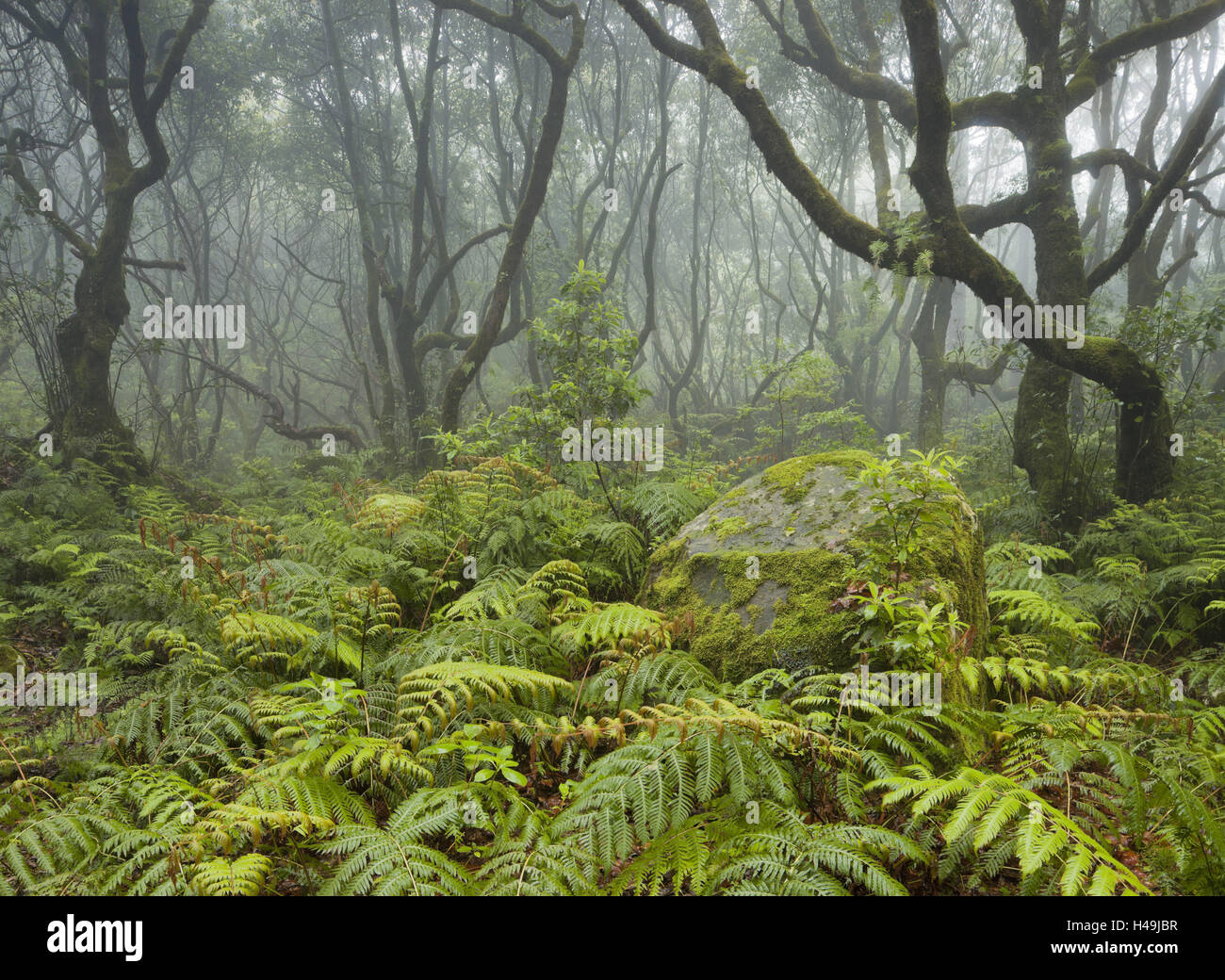 Foresta, pioggia, nebbia, vegetazione, Caldeirao Verde, Queimados, Madeira, Portogallo, Foto Stock