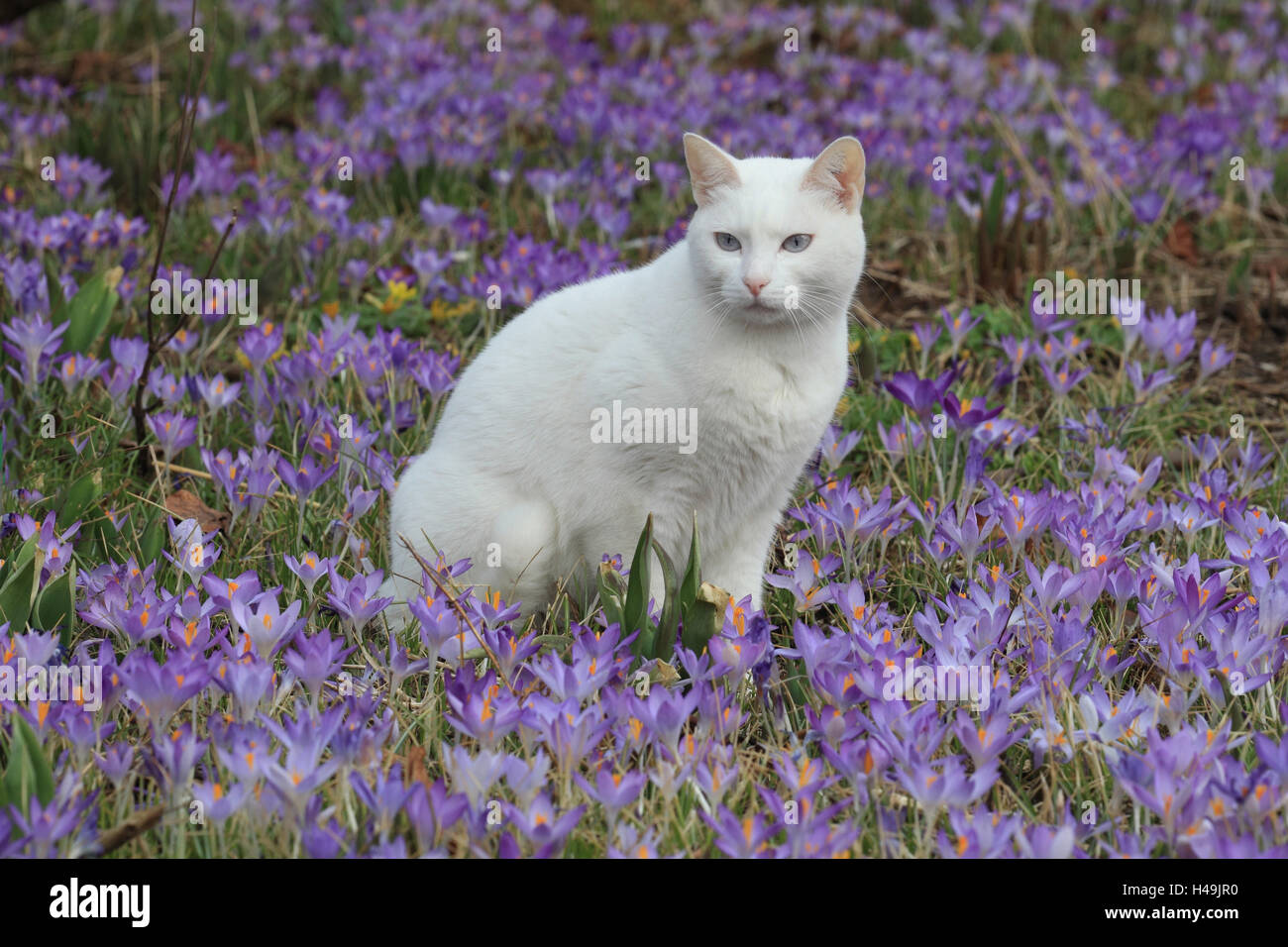 Gatto, sedersi, fiore prato, Foto Stock