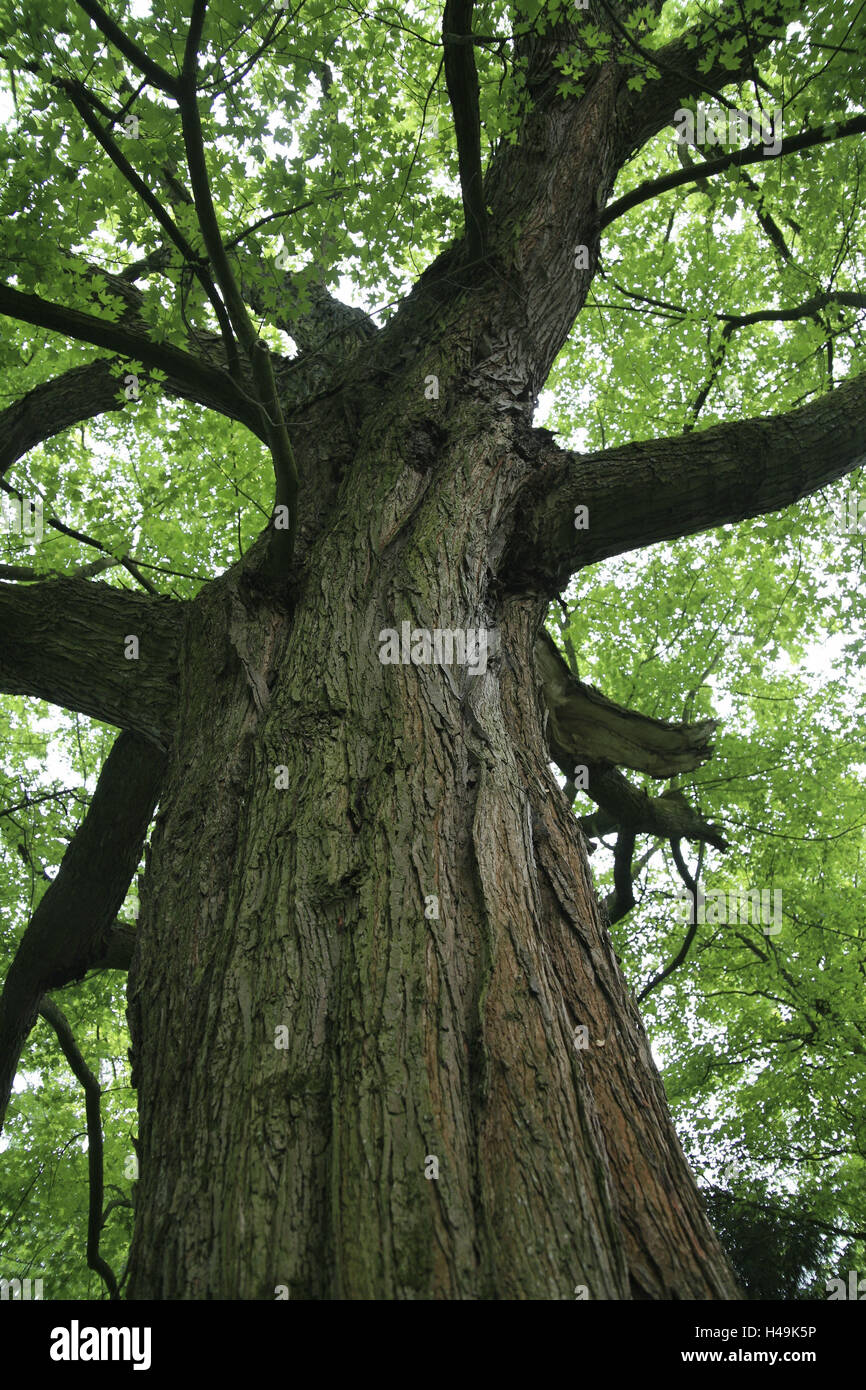 Maple, albero, albero a foglie decidue, treetop, albero corona, Foto Stock