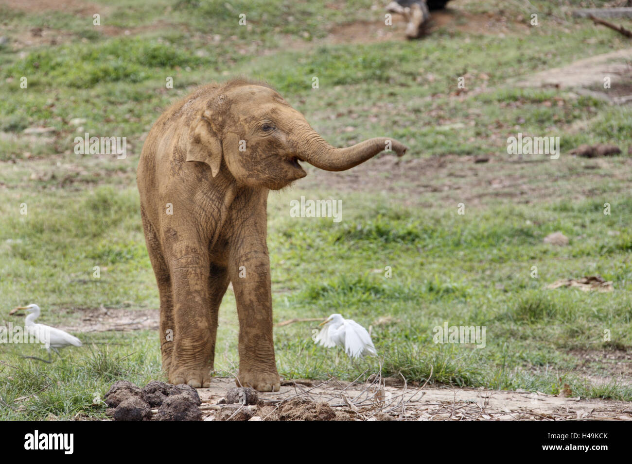 Sri Lanka, Pinnawalla, elefante-giovani, Foto Stock