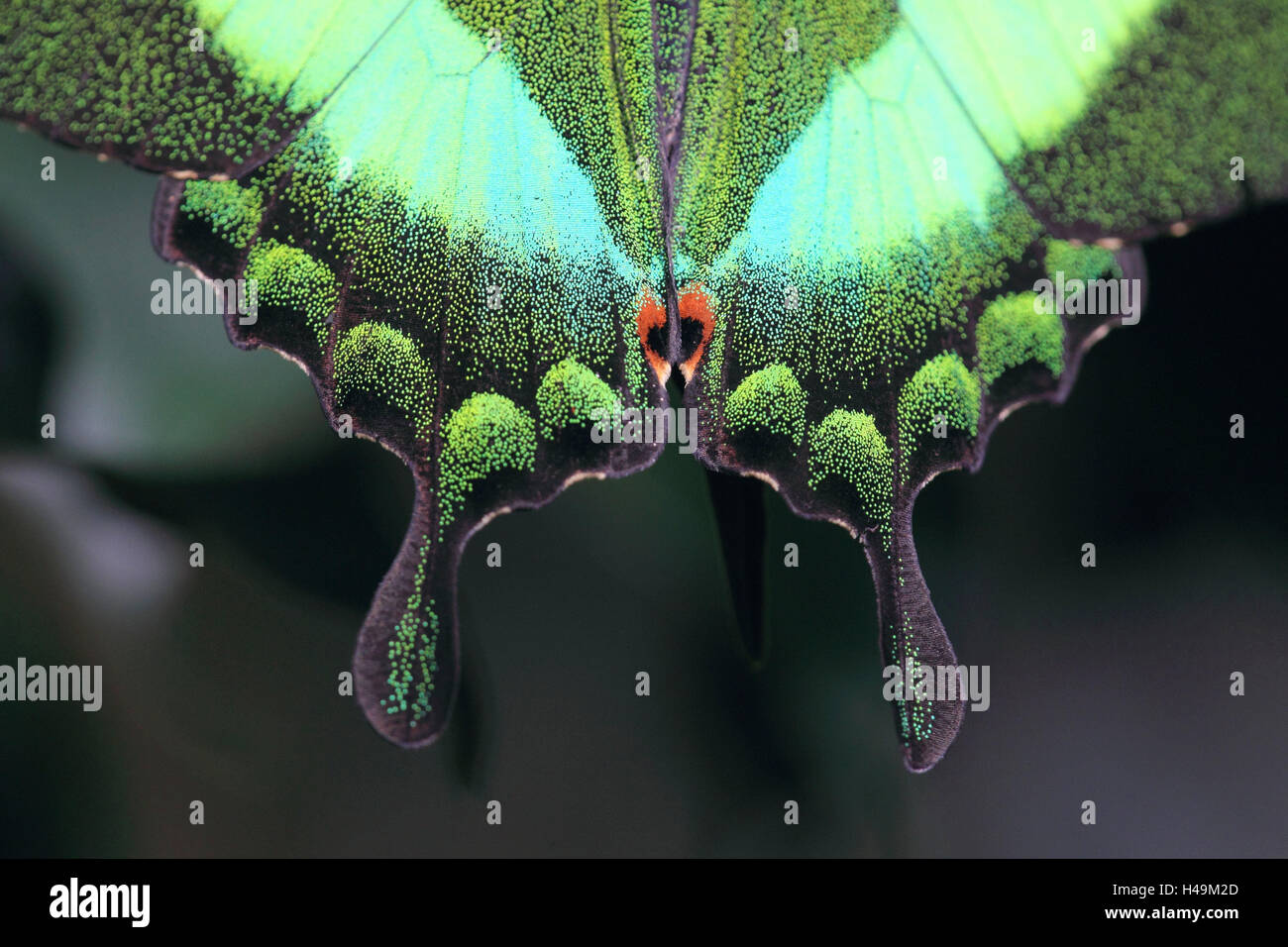 Butterfly, verde a coda di rondine, ala, dettaglio, animali, insetti, foresta pluviale, Filippine, a coda di rondine stretta fino, verde, ala, diffusione, tacca, Foto Stock Butterfly, verde a coda di rondine, ala, dettaglio, animali, insetti, foresta pluviale, Filippine, a coda di rondine stretta fino, verde, ala, diffusione, tacca, Foto Stock