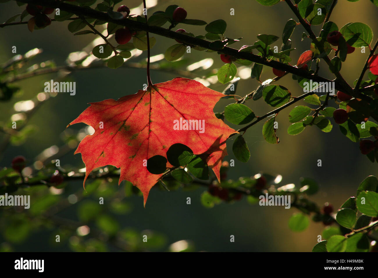 Autumnally red maple leaf tra verde nespola forche, Foto Stock