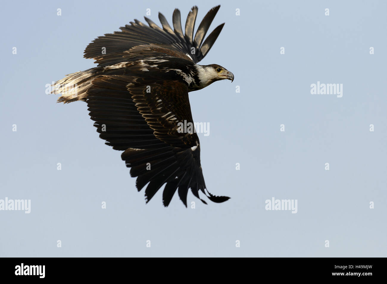 Gridare Lago Eagle, giovane uccello in volo, Haliaeetus vocifer, Foto Stock