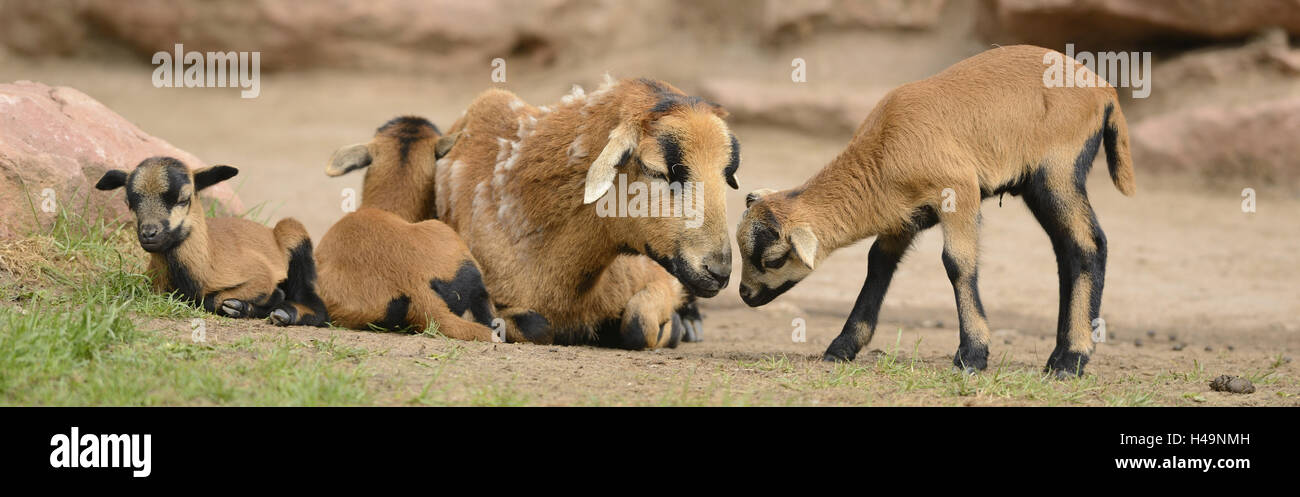 Camerun pecore, animali giovani, famiglia, sdraiato, Foto Stock