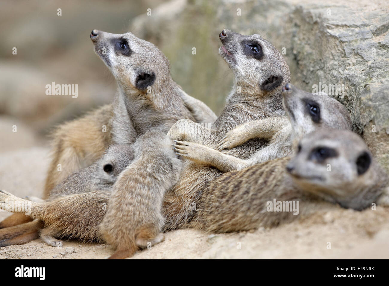 Terra piccolo uomo la famiglia, Suricata suricatta, animali giovani, infermiere, animali animali selvatici, mammiferi predatori, terra piccoli uomini, animali familiari, animali giovani, giovane generazione, il comportamento sociale, sicurezza, la sutura, animali da zoo, habitat, cattività, Foto Stock