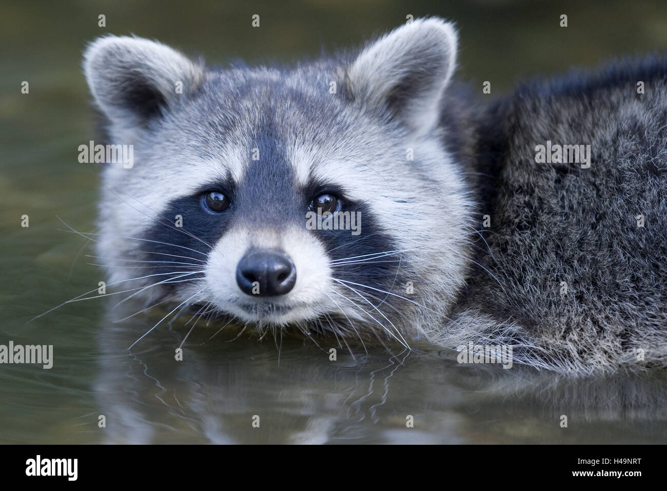 Acqua, North American racoon, Procione lotor, ritratto, animale ritratto, natura, il mondo animale, la fauna selvatica, deserto, animali selvatici, animale mammifero, predator, piccolo orso, omnivore, graziosamente, Foto Stock