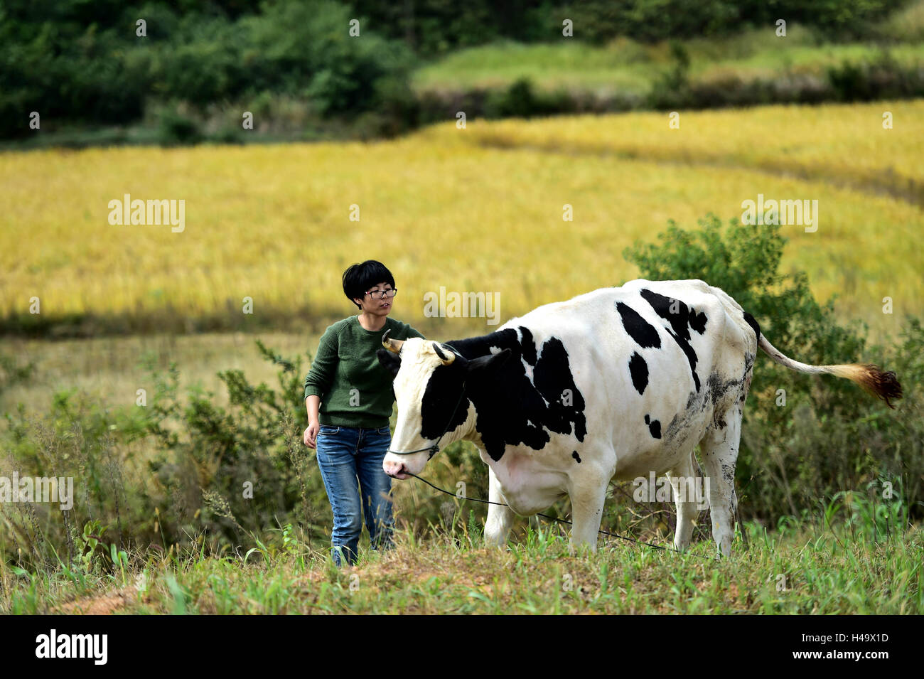 Hefei, cinese della provincia di Anhui. Undicesimo oct, 2016. Xing Cuicui mandrie vacca a Baoling villaggio di Yuexi County, est cinese della provincia di Anhui, 11 ott. 2016. Xing Cuicui, un 33-anno-vecchio giovane donna da est della Cina di Shanghai, impostare il coniglio di innalzamento della cooperativa per aiutare gli agricoltori locali di aumentare i loro profitti e scuotete la povertà. © Liu Junxi/Xinhua/Alamy Live News Foto Stock