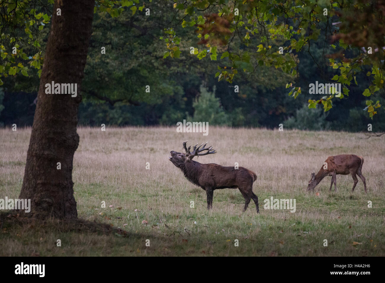 Windsor, Regno Unito. 14 ottobre, 2016. Red Deer in Windsor Great Park al crepuscolo e durante la stagione di solchi. Credito: Mark Kerrison/Alamy Live News Foto Stock